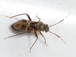 Pilophorus clavatus